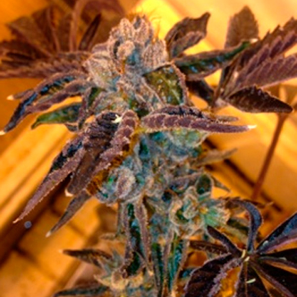 Semillas feminizadas LA Cookies de The Cali Connection para cultivo