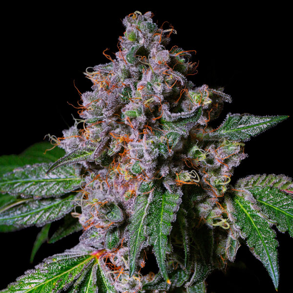 semillas feminizadas LA Macedonia de Pure Instinto para cultivo