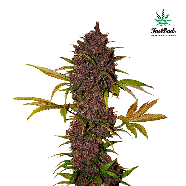 Flor de cannabis autofloreciente LSD-25 Auto de FastBuds Seeds