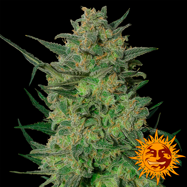 Semillas feminizadas LSD-5-u de Barneys para cultivo de cannabis