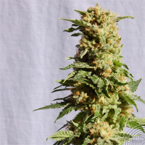semillas feminizadas La Blanca Kannabia Seeds para cultivo