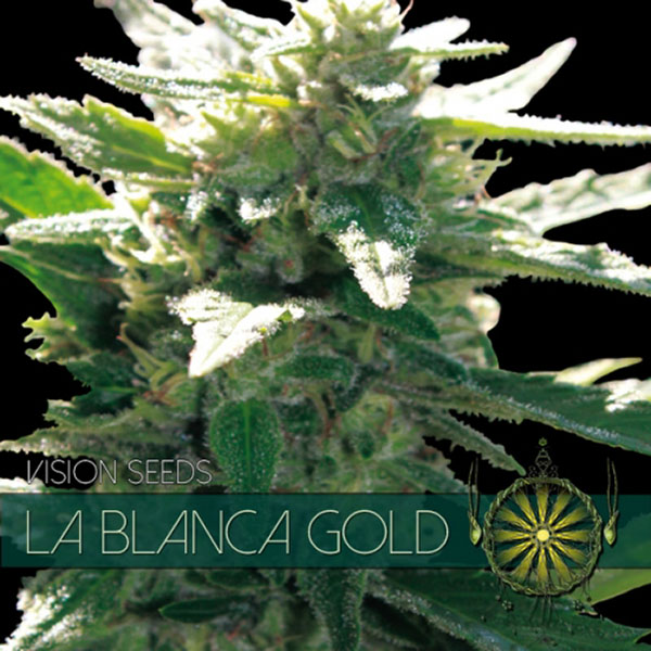semillas feminizadas La Blanca Gold de Vision Seeds para cultivo