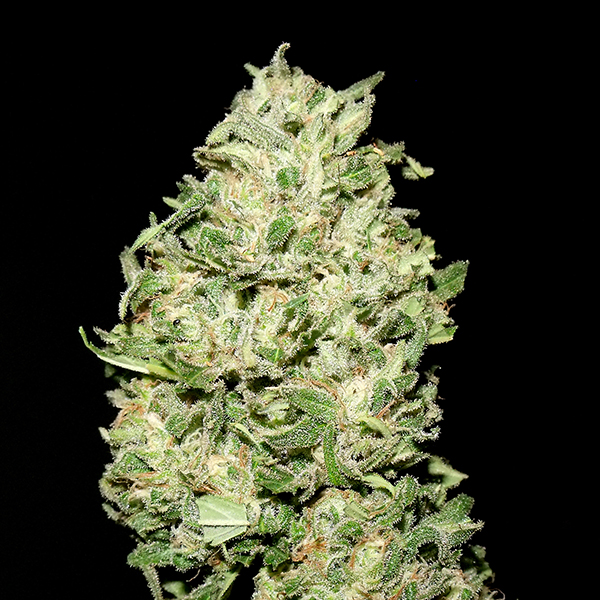 Semillas feminizadas La Bruta de Quercus Seeds para cultivo