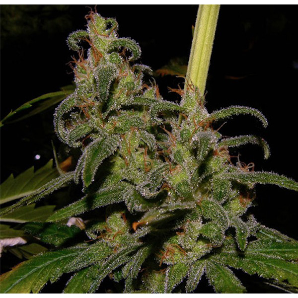 semillas regulares La Niña de Mr. Nice para cultivo
