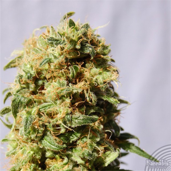 semillas feminizadas La Reina de África Kannabia Seeds