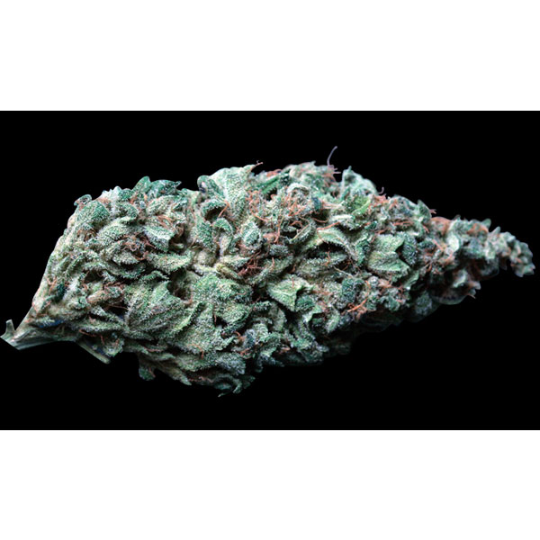 Semillas regulares Lambo-10-u de TH Seeds para cultivo de cannabis