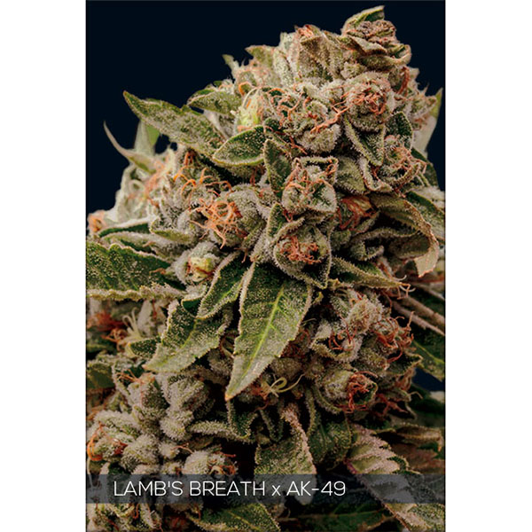 semillas feminizadas Lambs Breath X Ak-49 de Vision Seeds