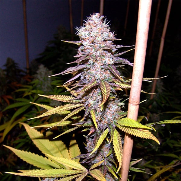 Semillas feminizadas Lavender de Soma Seeds para cultivo