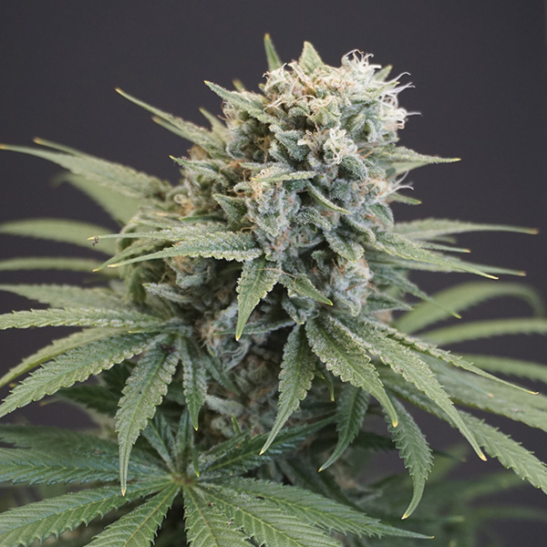 Semillas feminizadas LeMello de Karma Genetics para cultivo