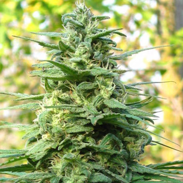 Leda-Uno-5-u-fem-KC-Brains