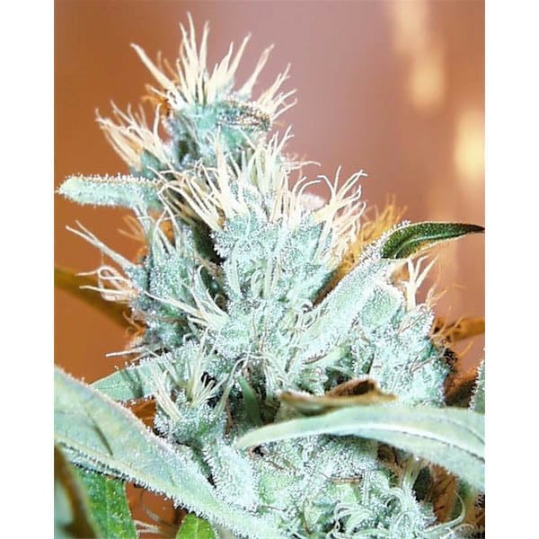 Semillas regulares Leda Uno de K.C. Brains para cultivo