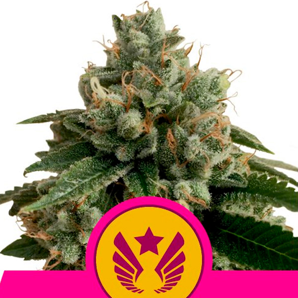 Planta Legendary Punch 1 unidad feminizada Royal Queen para cultivo