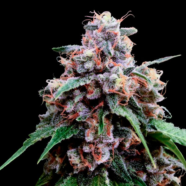 semillas feminizadas Lemon de DNA Genetics para cultivo