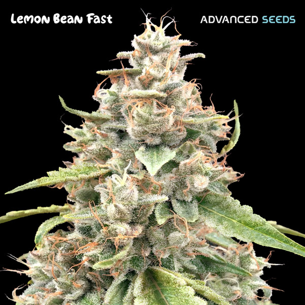 Semilla feminizada Lemon Bean Fast de Advanced Seeds para cultivo rápido