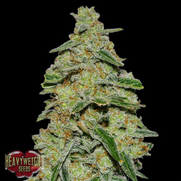 Semillas feminizadas Lemon Cheesecake de Heavyweight Seeds para cultivo de cannabis