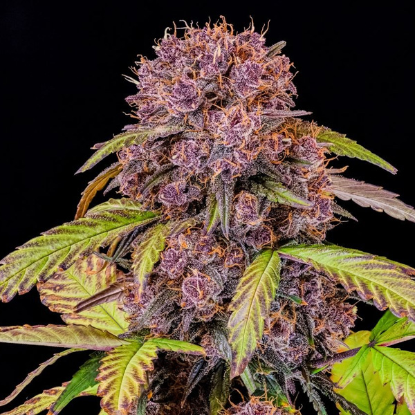 Lemon Cherry Cookies Auto Fast Buds