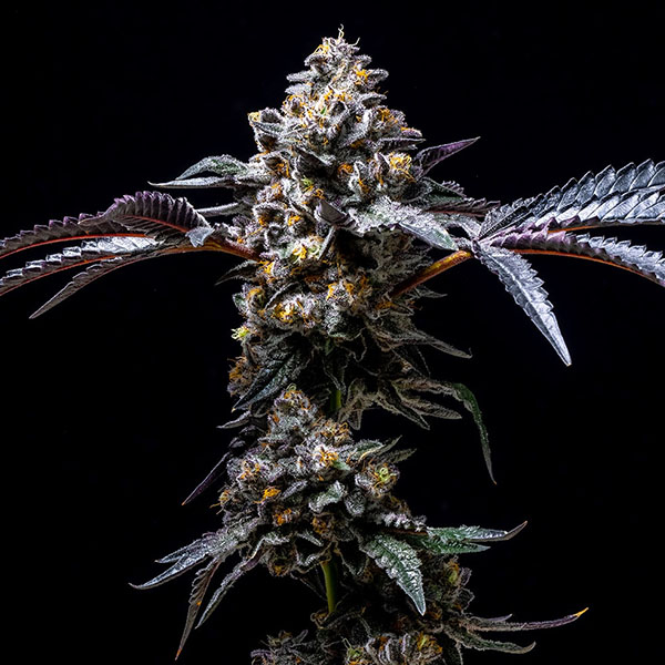 semillas feminizadas Lemon Cherry Pop de Cookies Seed Bank
