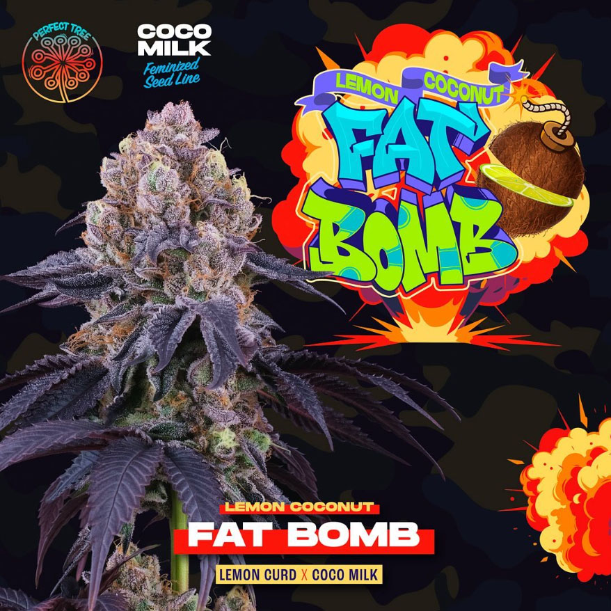 semillas feminizadas Lemon Coconut Fat Bomb de Perfect Tree