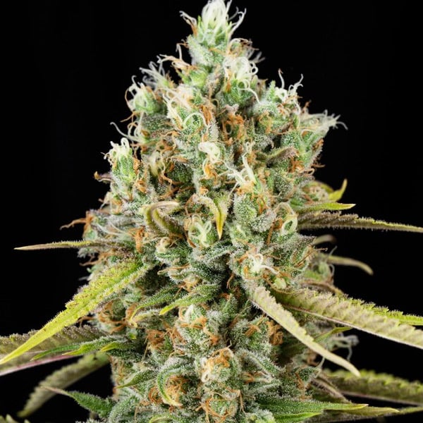 semillas feminizadas Lemon King de Eva Seeds