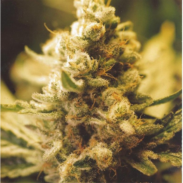 Planta de cannabis Lemon Kush 4U feminizada en maceta
