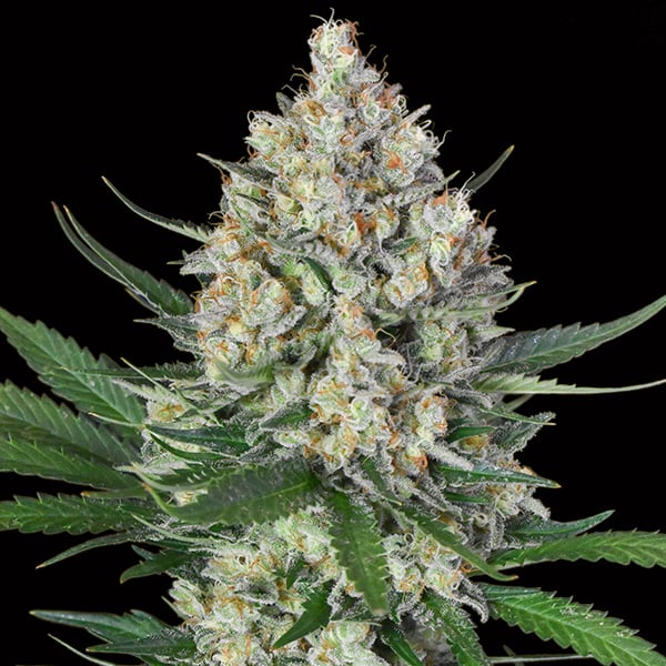 Semillas feminizadas Lemon OG 3 unidades para cultivo
