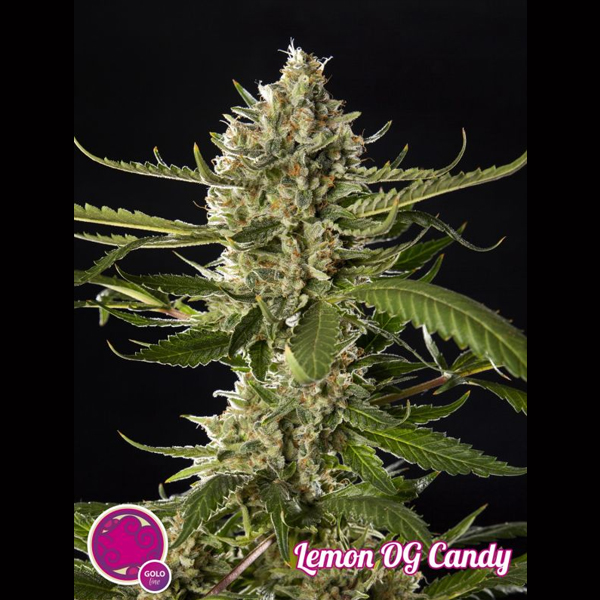 Semillas feminizadas Lemon OG Candy de Philosopher para cultivo de cannabis
