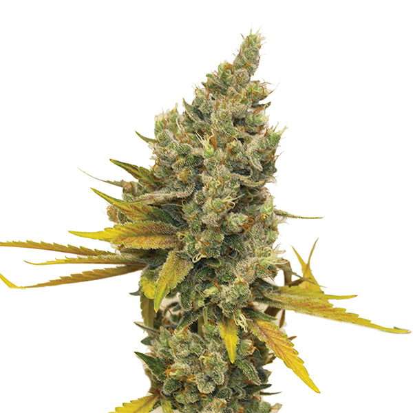 Semillas feminizadas Lemon OG Haze Nirvana para cultivo