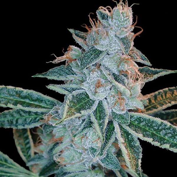 Semillas feminizadas Lemon OG Kush de DNA Genetics para cultivo