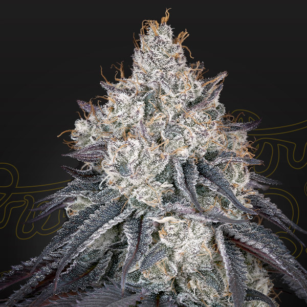 Semilla feminizada Lemon Orange de Green House para cultivo de cannabis