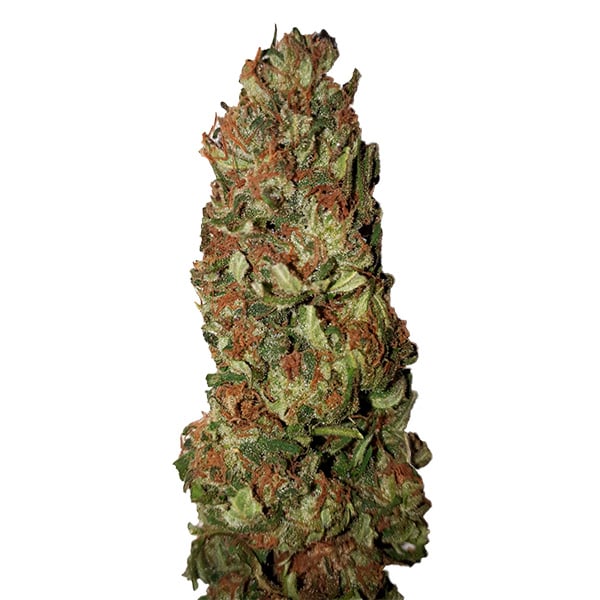 Primer plano de cogollos feminizados Lemon Pie con CBD
