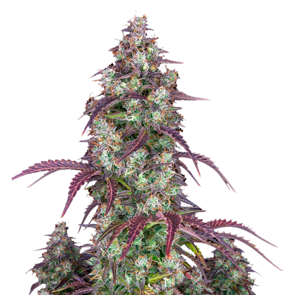 Planta de cannabis Lemon Pie Auto 1 unidad feminizada de FastBuds Seeds