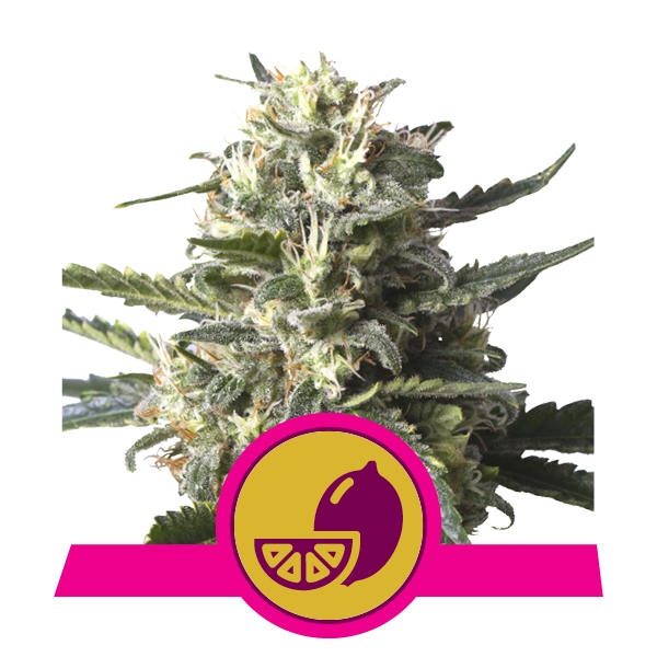 Semilla feminizada Lemon Shining Silver Haze para cultivo