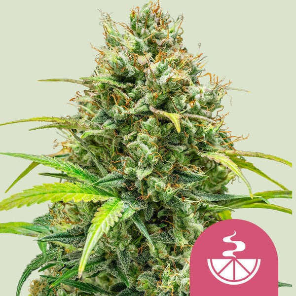semillas feminizadas Lemon Skunk de Royal Queen Seeds para cultivo