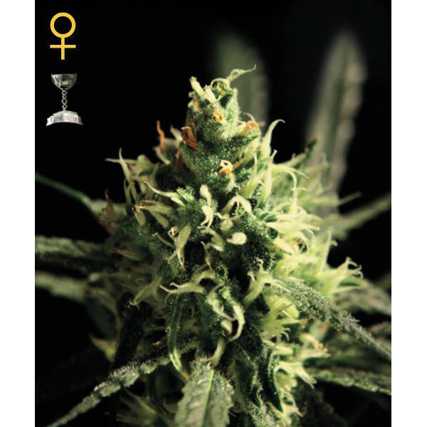semillas feminizadas Lemon Skunk para cultivo