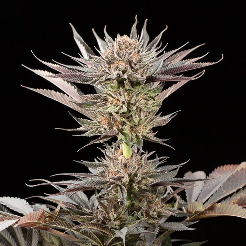 Tres semillas Lemon Tree 20 de Silent Seeds para cultivo