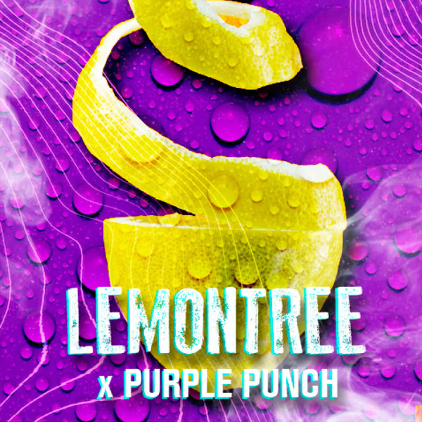 Semillas feminizadas Lemon Tree de Tramuntana Seeds para cultivo