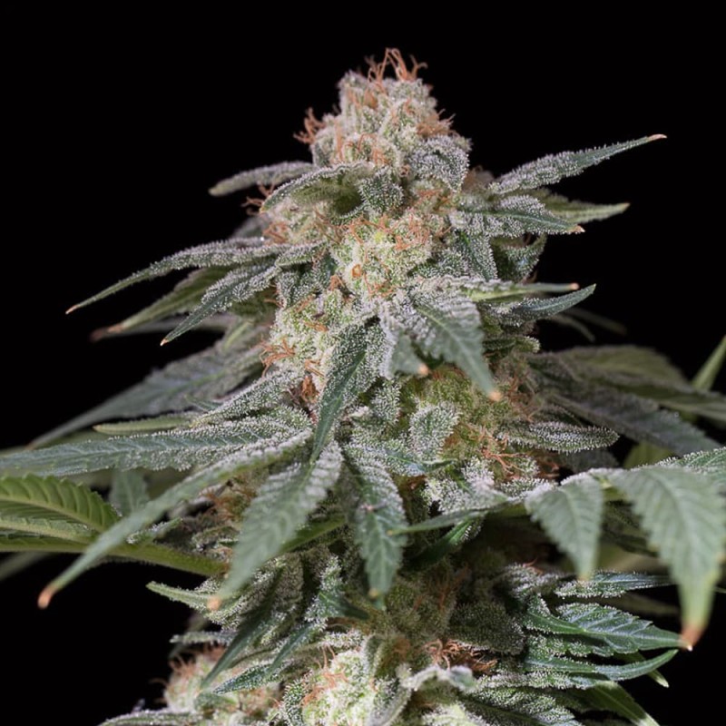 Lemon Tree Fast – Feminizadas Silent Seeds