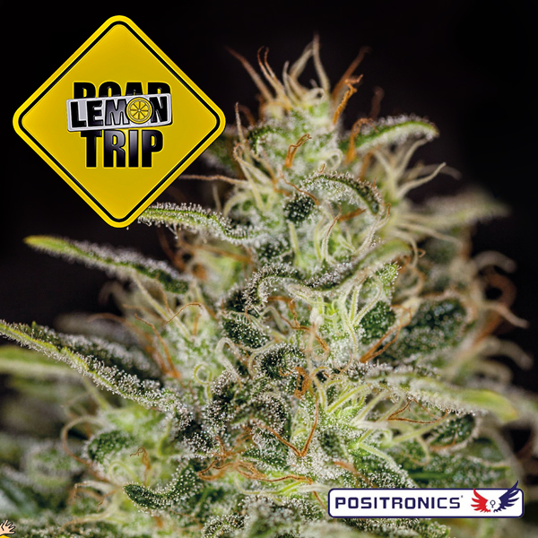 semilla feminizada Lemon Trip de Positronics Seeds para cultivo de cannabis