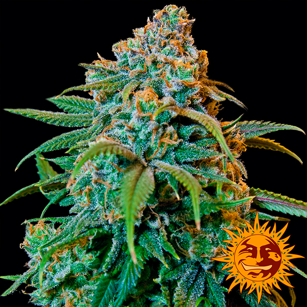 Semillas feminizadas Liberty Haze de Barneys para cultivo de cannabis