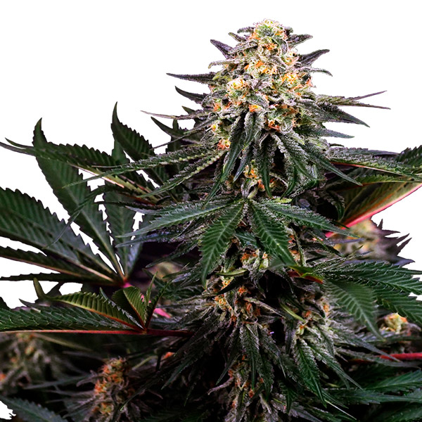 semillas feminizadas Lockdown Kush de Sensi Seeds Bank para cultivo