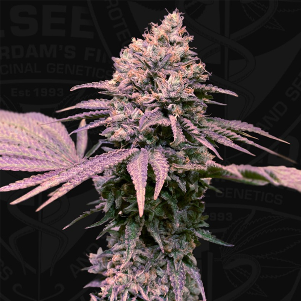Paquete limitado de semillas feminizadas London Mint Cake 5 unidades de TH Seeds