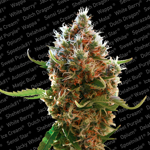 Tres semillas feminizadas Lucid Bol de Paradise Seeds para cultivo de cannabis