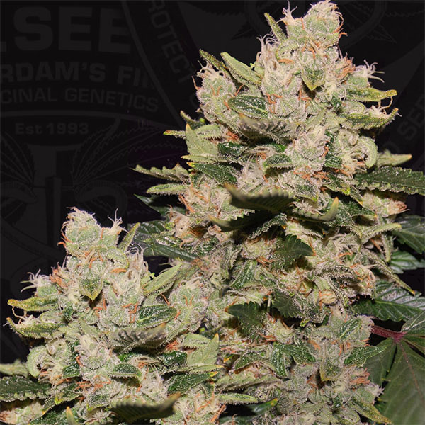 semilla feminizada MOB-2 de TH Seeds para cultivo de cannabis