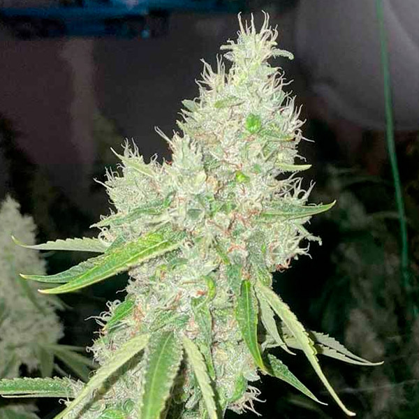 semillas feminizadas Mac N Cheese de The Original Big Buddha Family Farms