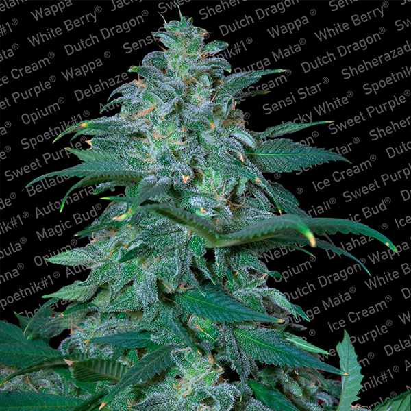 Tres semillas feminizadas Magic Bud de Paradise Seeds para cultivo