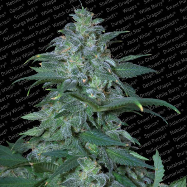 Semillas feminizadas Magic Bud de Paradise Seeds para cultivo