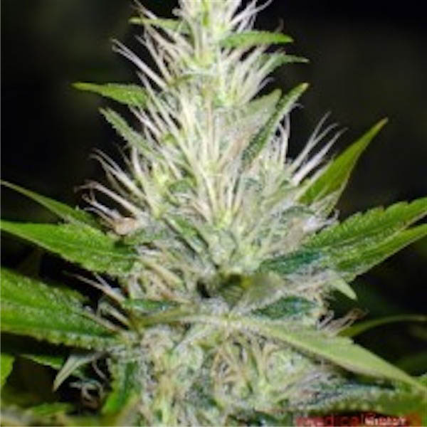 Tres semillas feminizadas Malakoff de Medical Seeds para cultivo medicinal