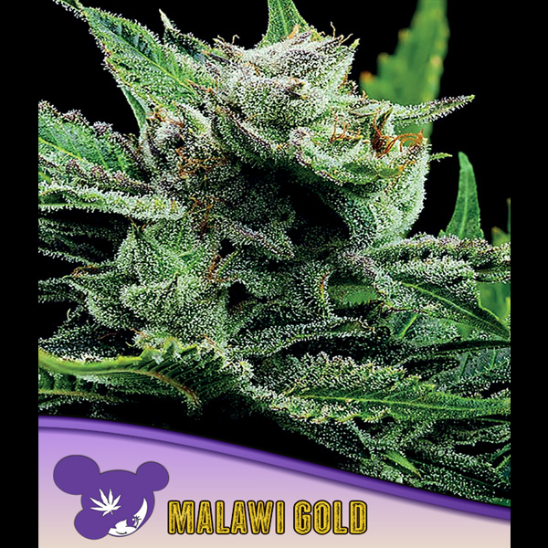 Tres semillas feminizadas Malawi Gold para cultivo de cannabis