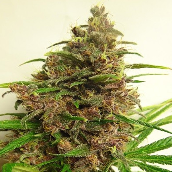 Malawi-x-PCK-1-u-fem-Ace-Seeds