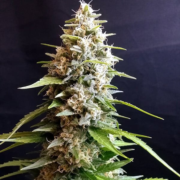 Semillas feminizadas Maltezerz de G13 Labs para cultivo